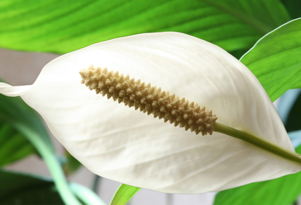 MiGenacol_Spathiphyllum